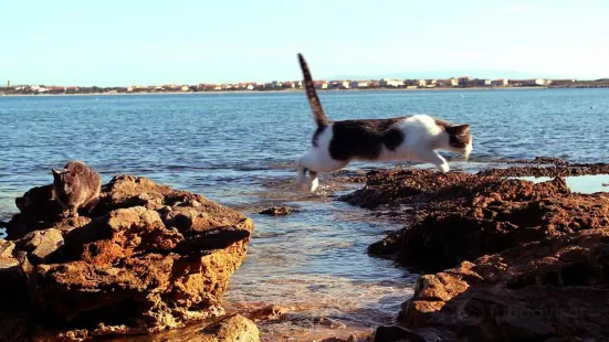 I Gatti di Su Pallosu