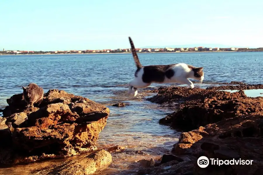 I Gatti di Su Pallosu