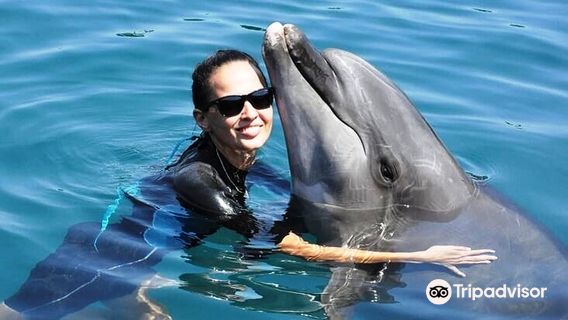 Dolphin-Park / Dolphin Therapy and Fun Center in Marmaris