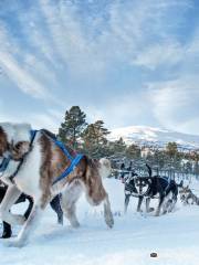 Aspaasen gaard og husky