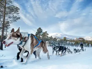 Hundekjøring i Meråker. -Aspåsen Gård og husky.