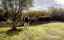 La Fattorietta