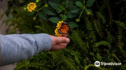 Collodi Butterfly House