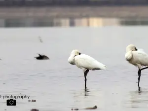 Rankala Lake