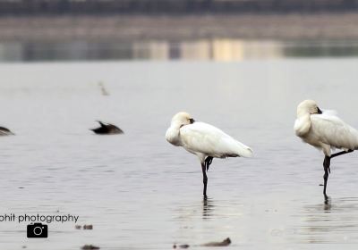 Rankala Lake