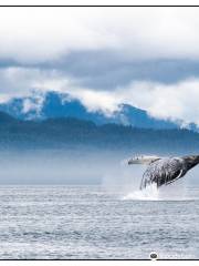 Wild Alaska Charters