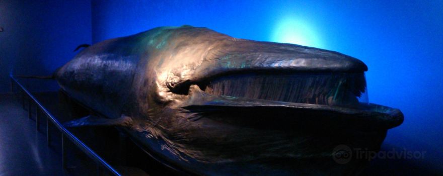 Natural History Museum