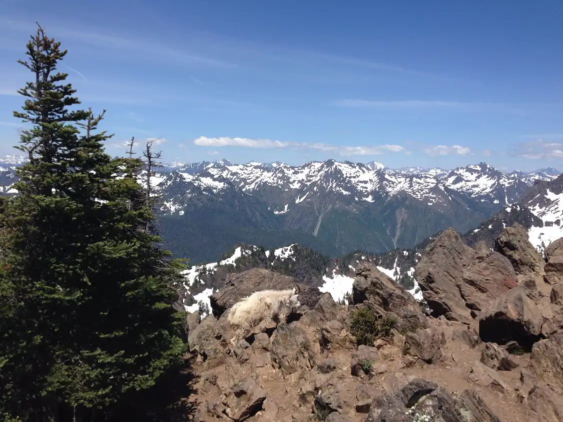 Hotels near Mount Ellinor