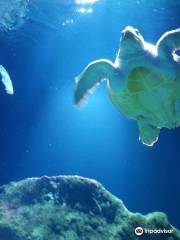 Aquarium de La Rochelle