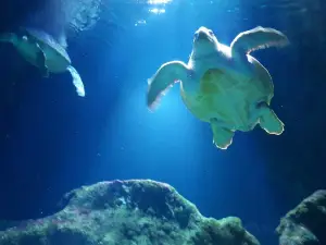 ラ・ロシェル水族館