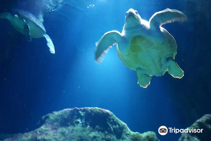 Aquarium de La Rochelle