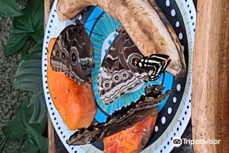 Monteverde Butterfly Garden (Jardin de Mariposas)