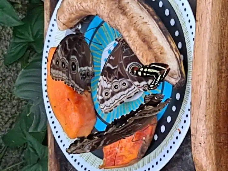 Hotels near Monteverde Butterfly Gardens