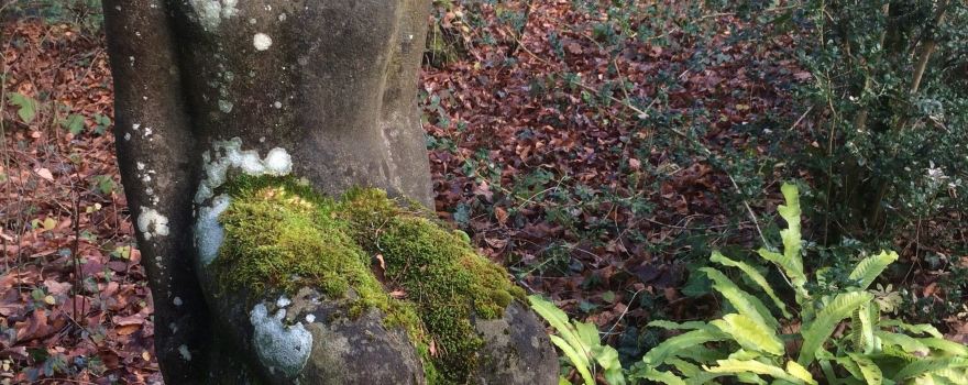 Waldfriedhof Schaffhausen