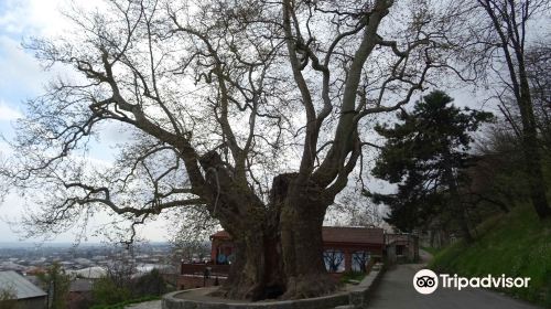 Giant Plane Tree