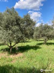 Domaine du JASSON - Huile d'olive 83 Provence