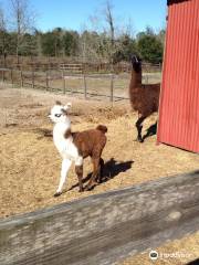 Petting Zoo Ocala