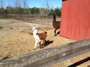 Petting Zoo Ocala