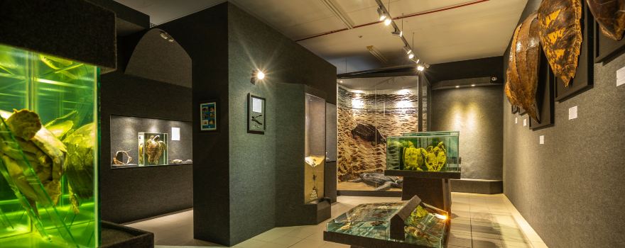 Oceanographic Museum Univali Movi