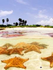 Starfish Point