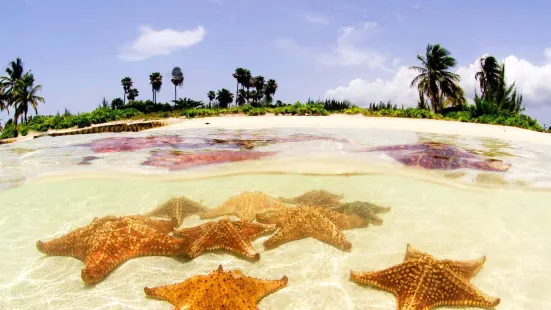 Starfish Point