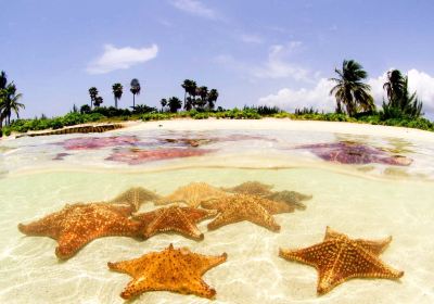 Starfish Point