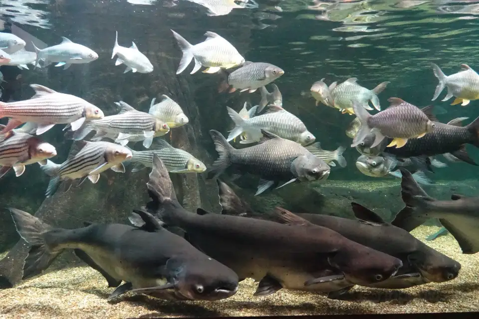 3_World Freshwater Aquarium Aqua Totto Gifu