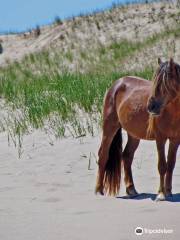 Sable Island National Park Reserve