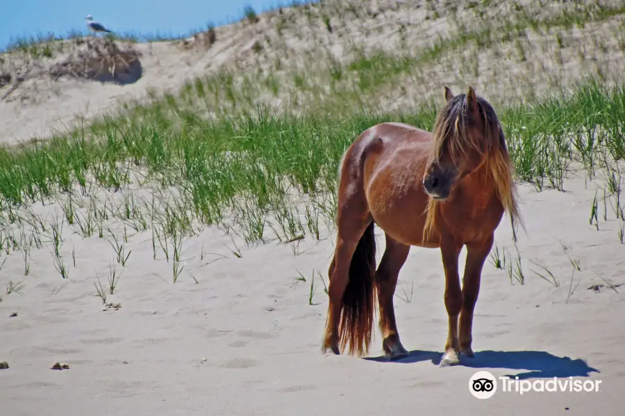 Sable Island National Park Reserve