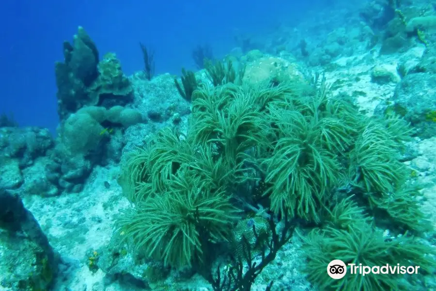 Divers of the Caribbean