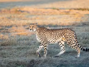 Legend Safaris