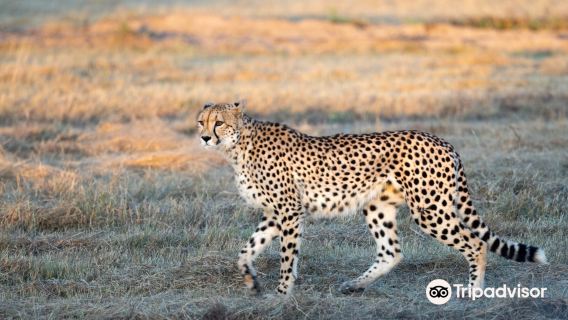 Legend Safaris