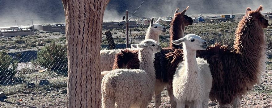 Anatolio y Sus Llamas