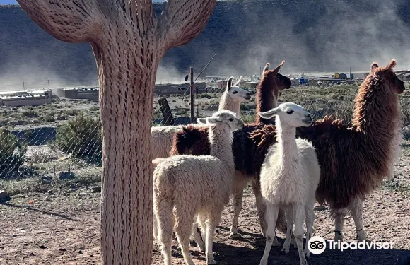 聖安東尼奧德洛斯科佈雷斯