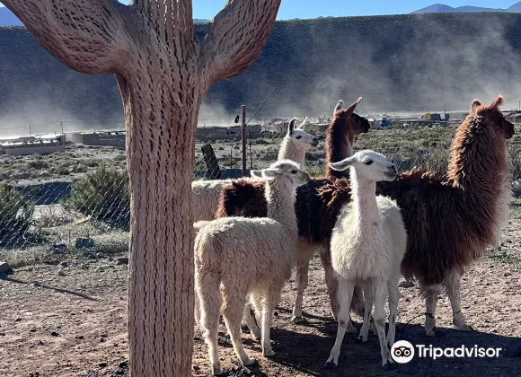 聖安東尼奧德洛斯科佈雷斯