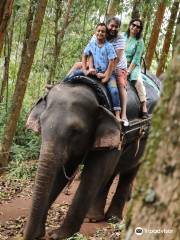 Carmelagiri Elephant Park