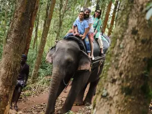 Carmelagiri Elephant Park