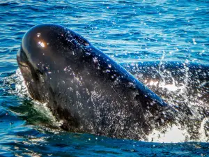 Capt. Mark's Whale and Seal Cruise