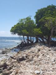 Isla Mata La Gata