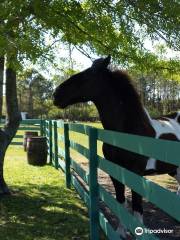 Arnett's Gulfside Trail Rides