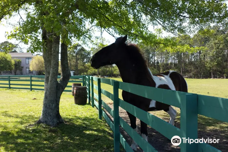 Arnett's Gulfside Trail Rides