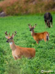 Moose Safari