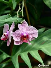 Orchid World & Tropical Flower Garden