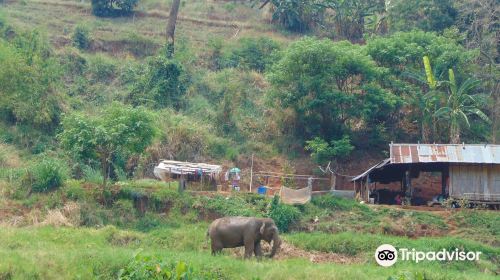 Pong Yang Elephant Camp