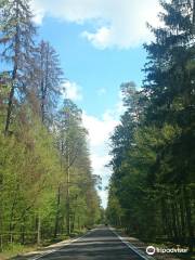 Bialowieza National Park Tours