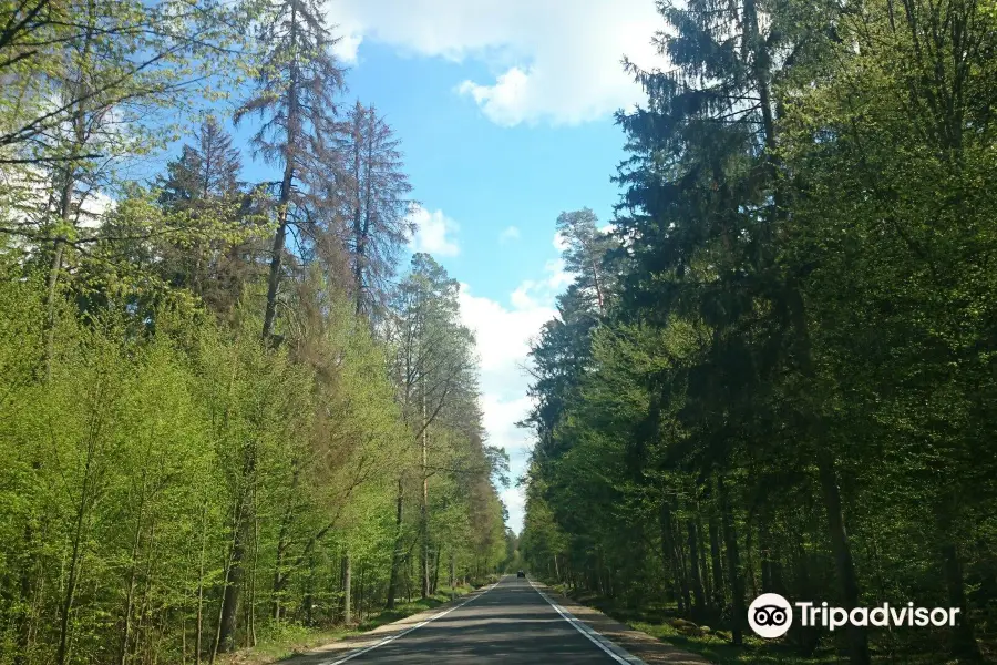 Bialowieza National Park Tours