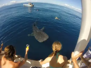 Les Baleines Rand'eau