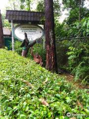 Kawasan Arboretum Nyaru Menteng