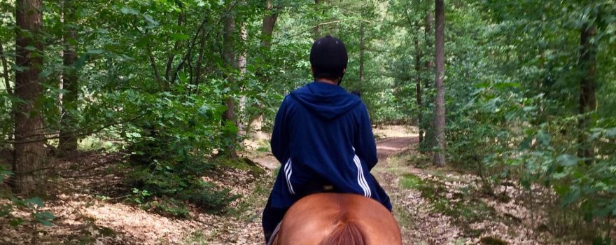 Les Chevaux
