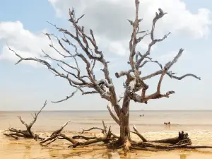 Driftwood Beach